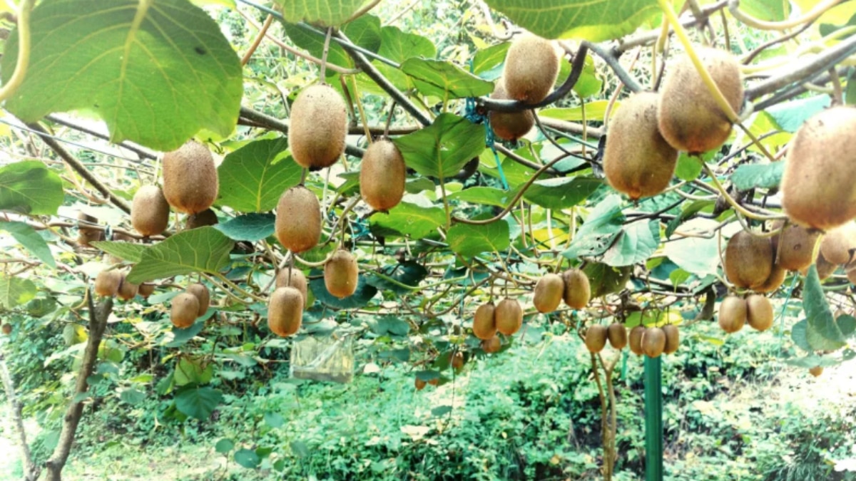 Kiwi farming Kiwi farming