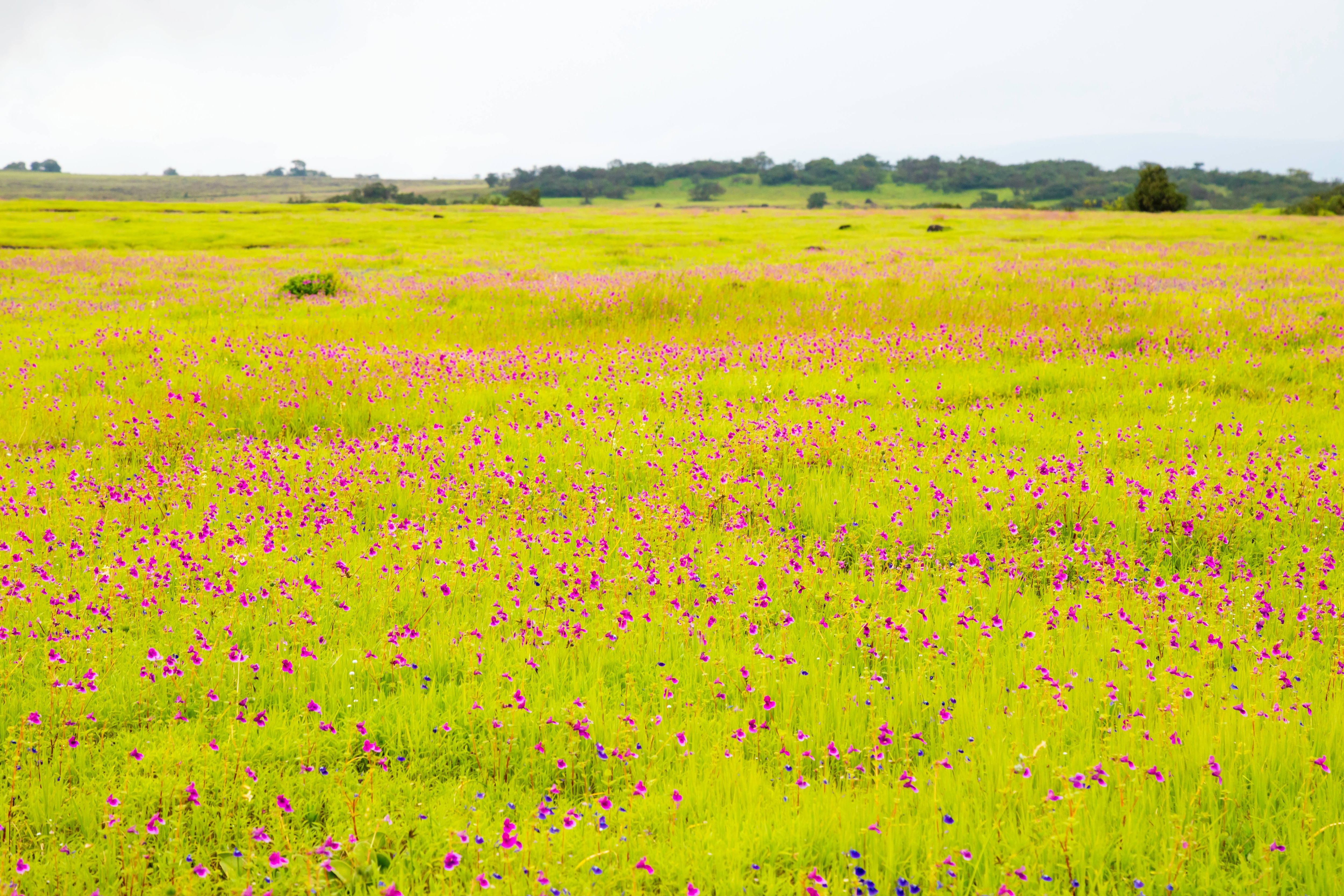 Kaas Plateau Valley of Flowers