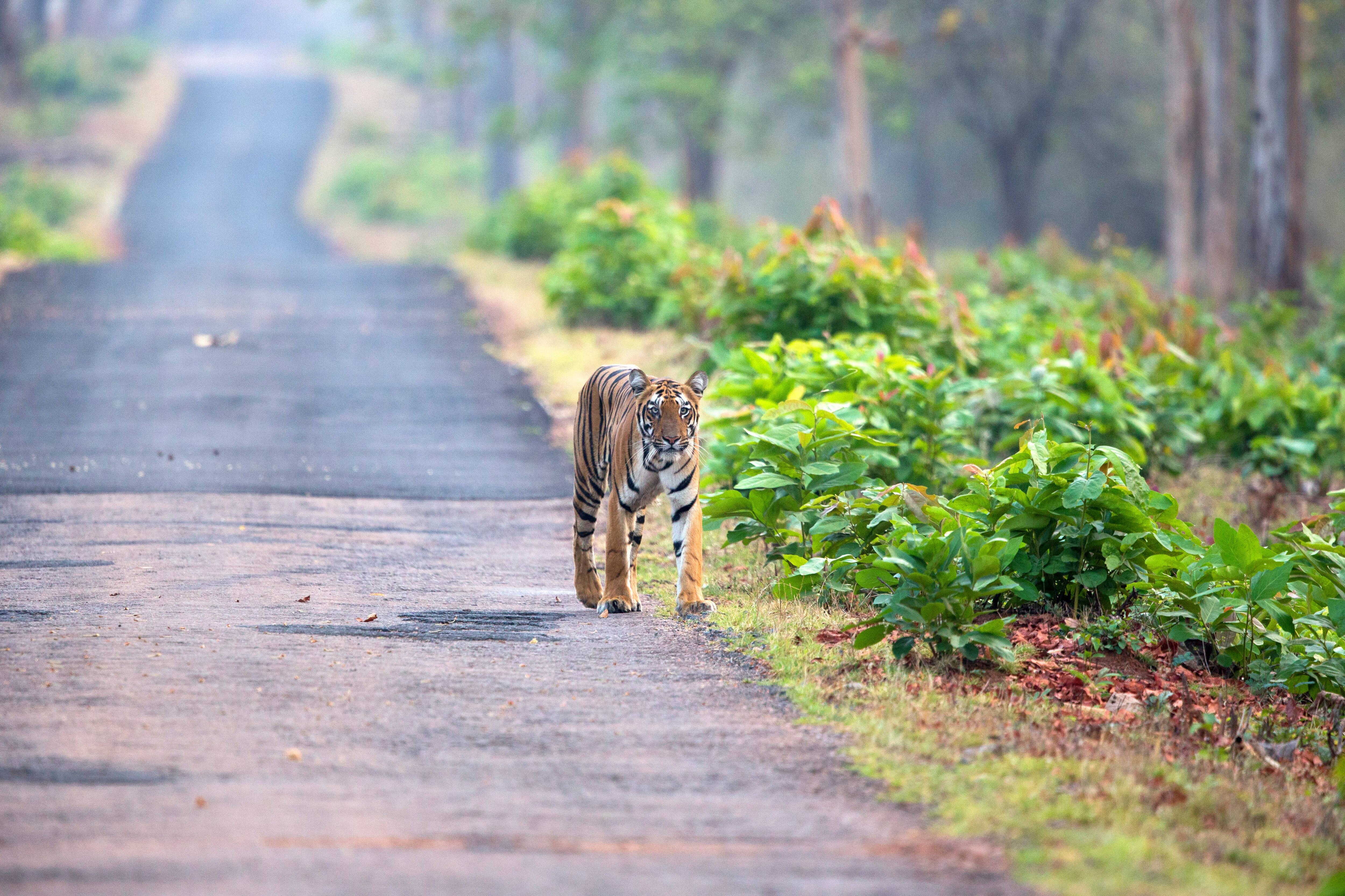 Tadoba National Park  Tadoba National Park