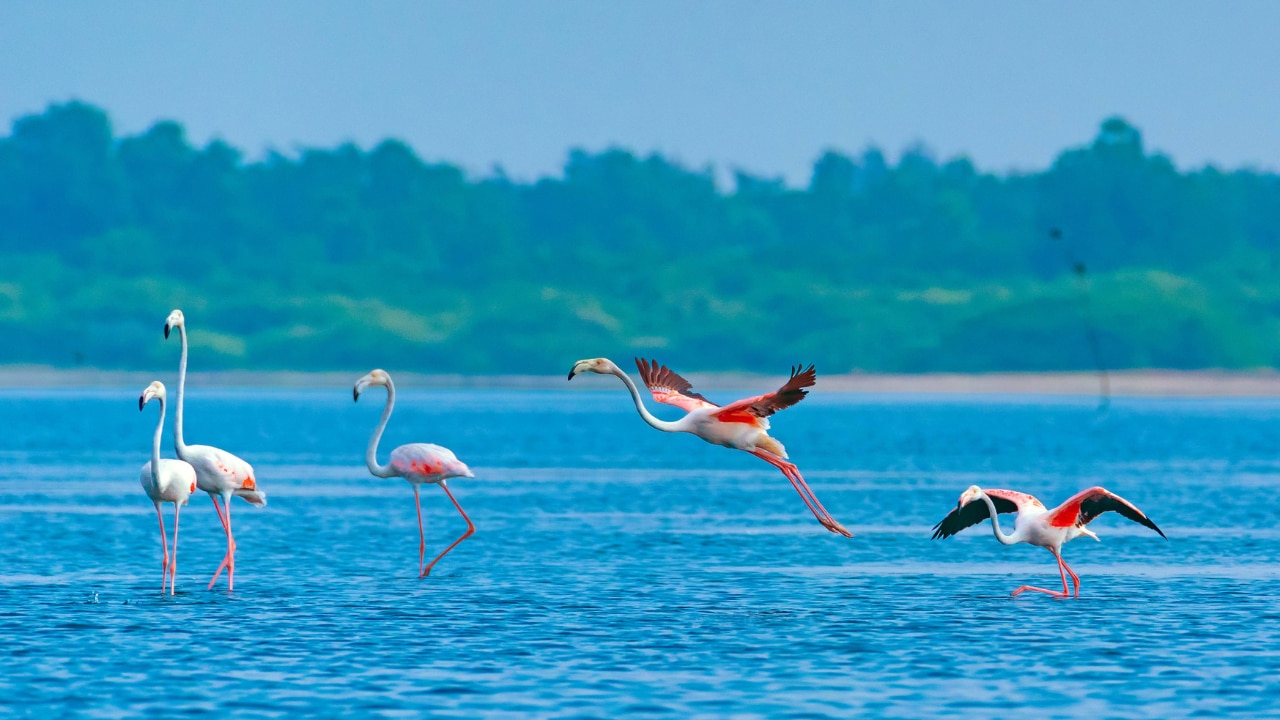 Kolavai Lake Kolavai Lake