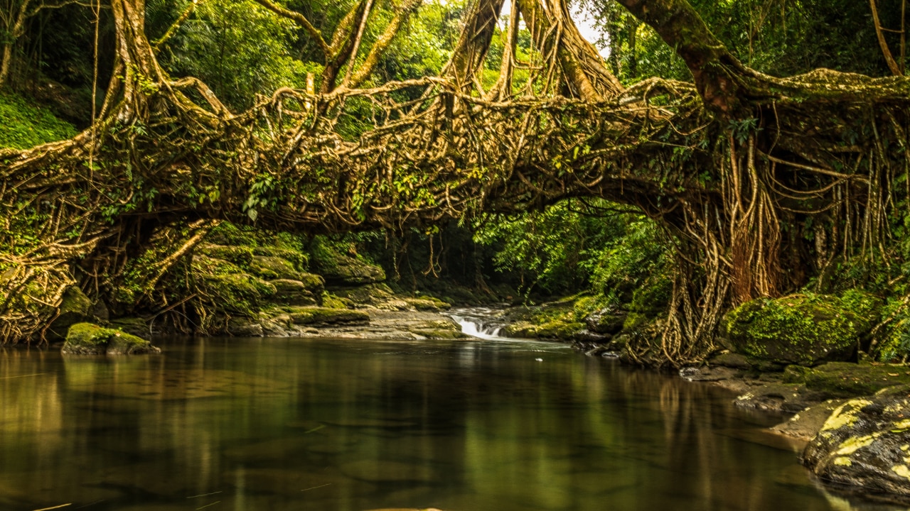 Meghalaya Living Root Bridges