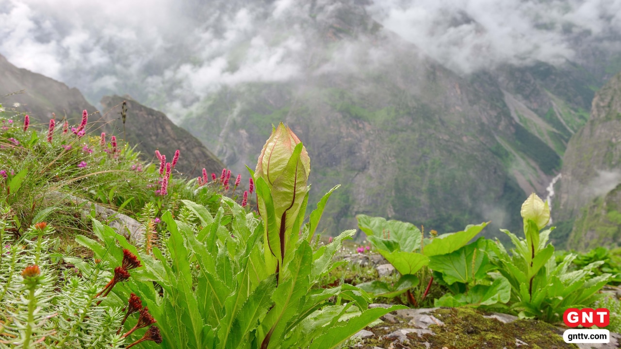 Valley of Flowers Discover Valley of Flowers Discover