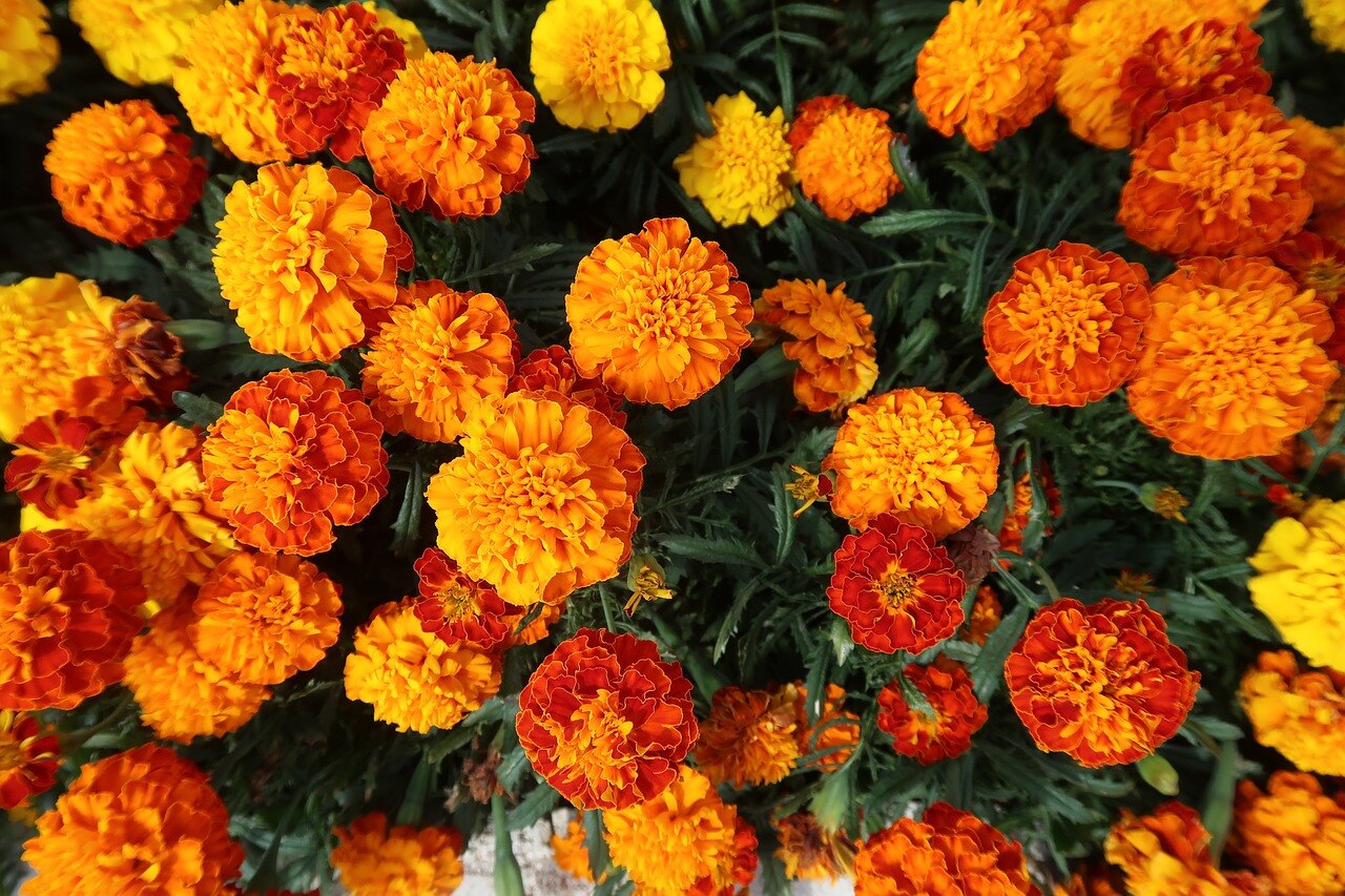 Marigold Marigold