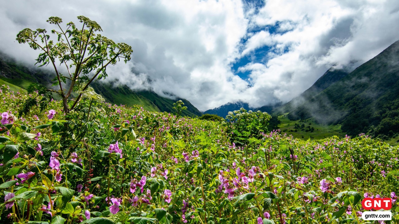 Valley Of Flowers 2025 Valley Of Flowers 2025