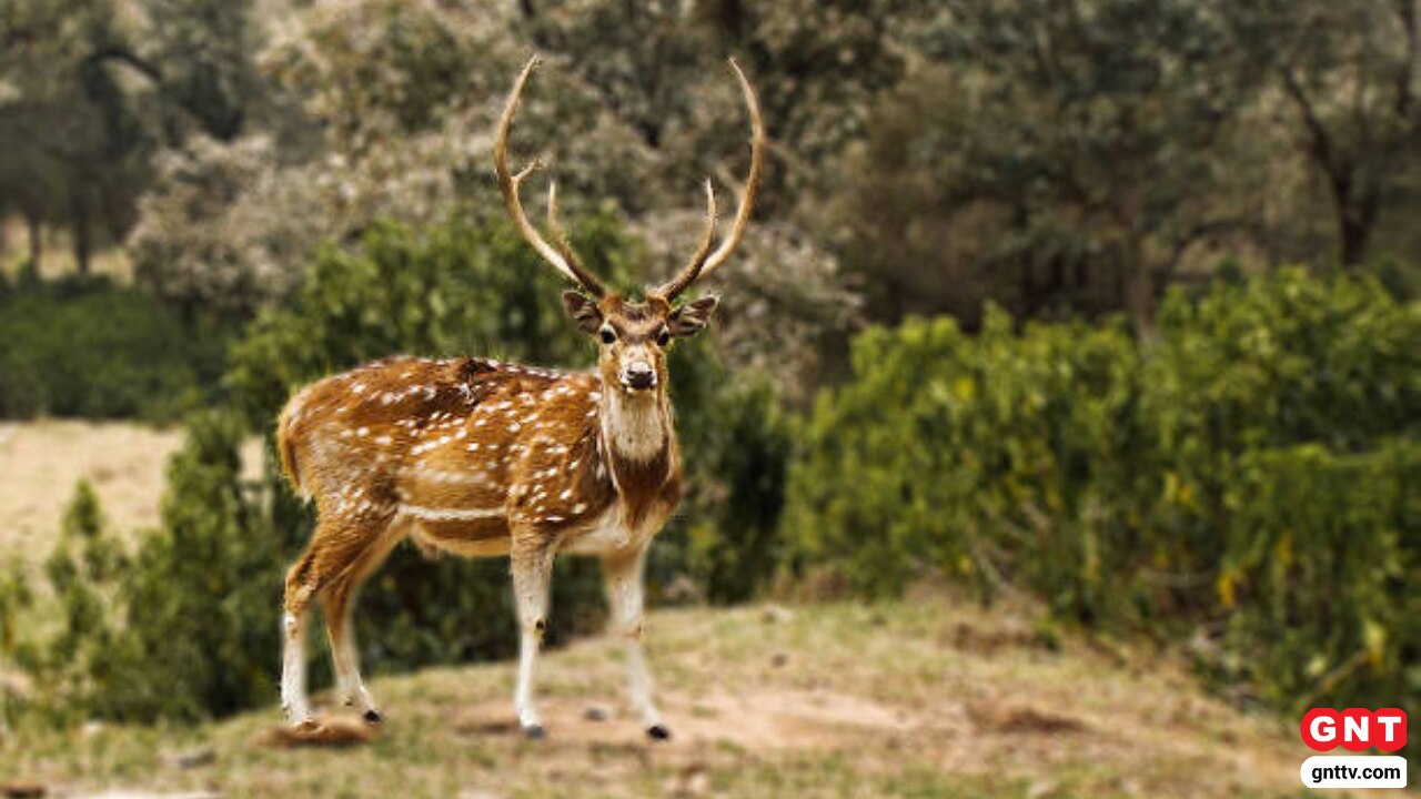 सरिस्का नेशनल पार्क