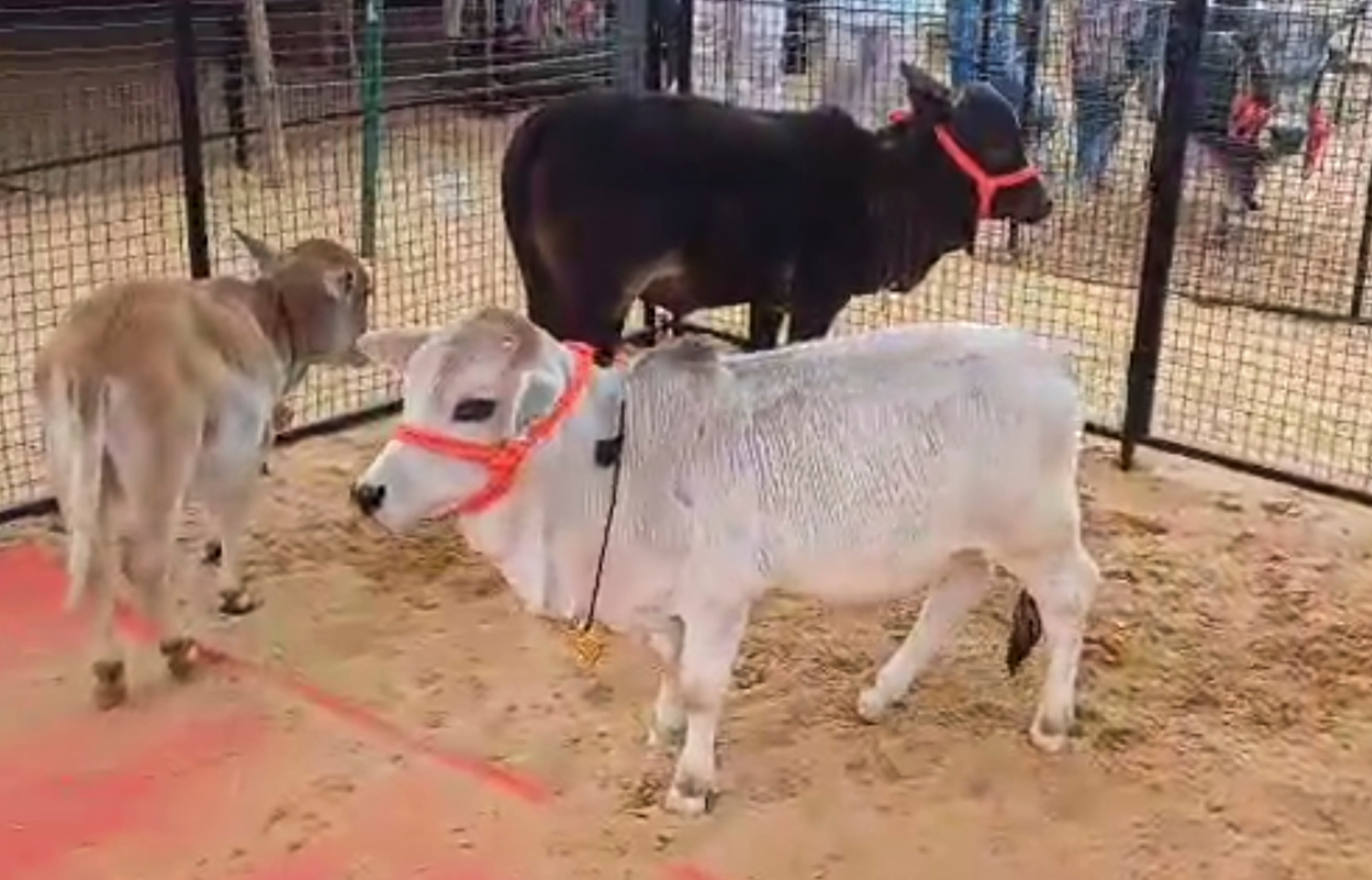 मिनी माउस गाय मिनी माउस गाय