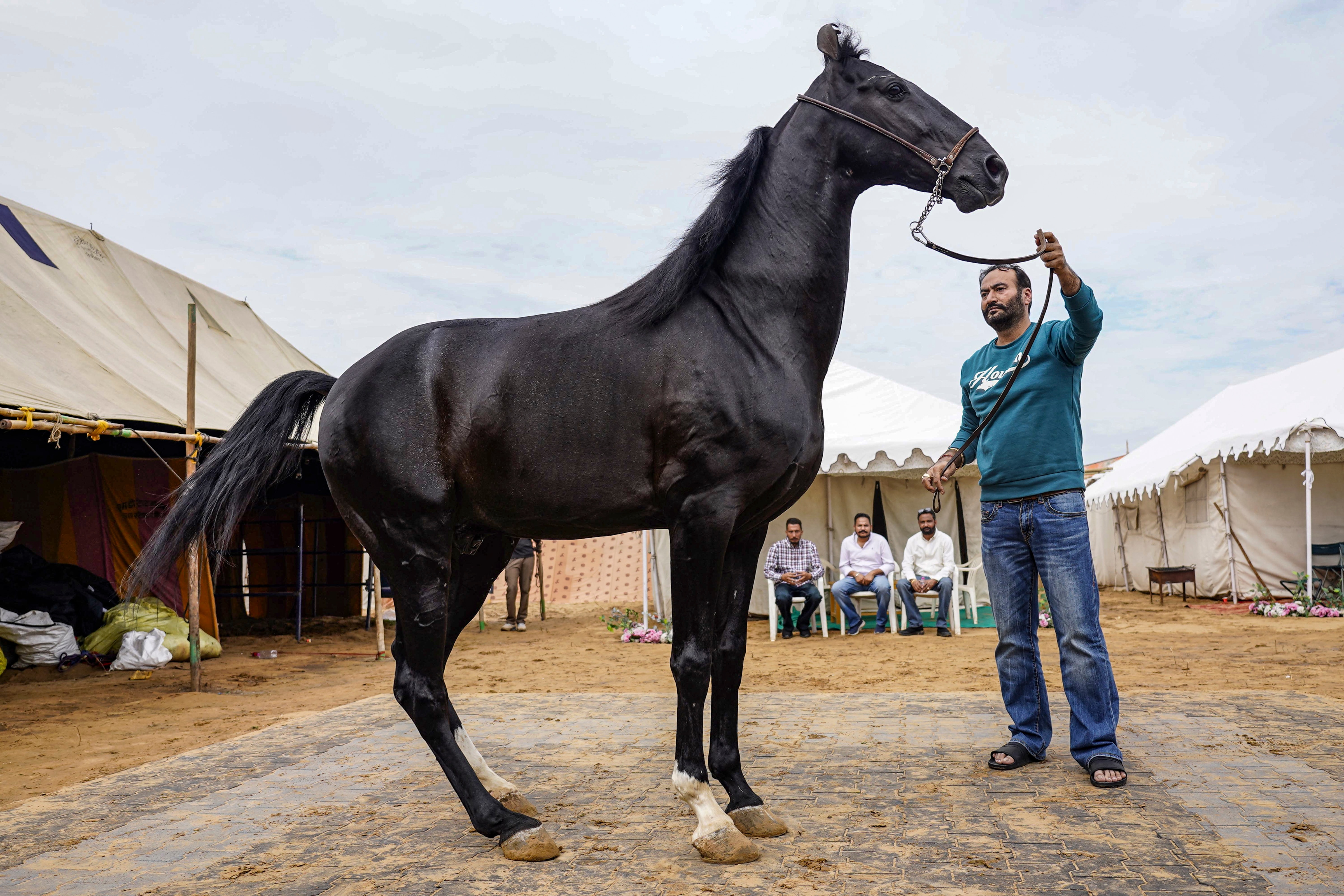 15 करोड़ का शाहबाज घोड़ा 15 करोड़ का शाहबाज घोड़ा