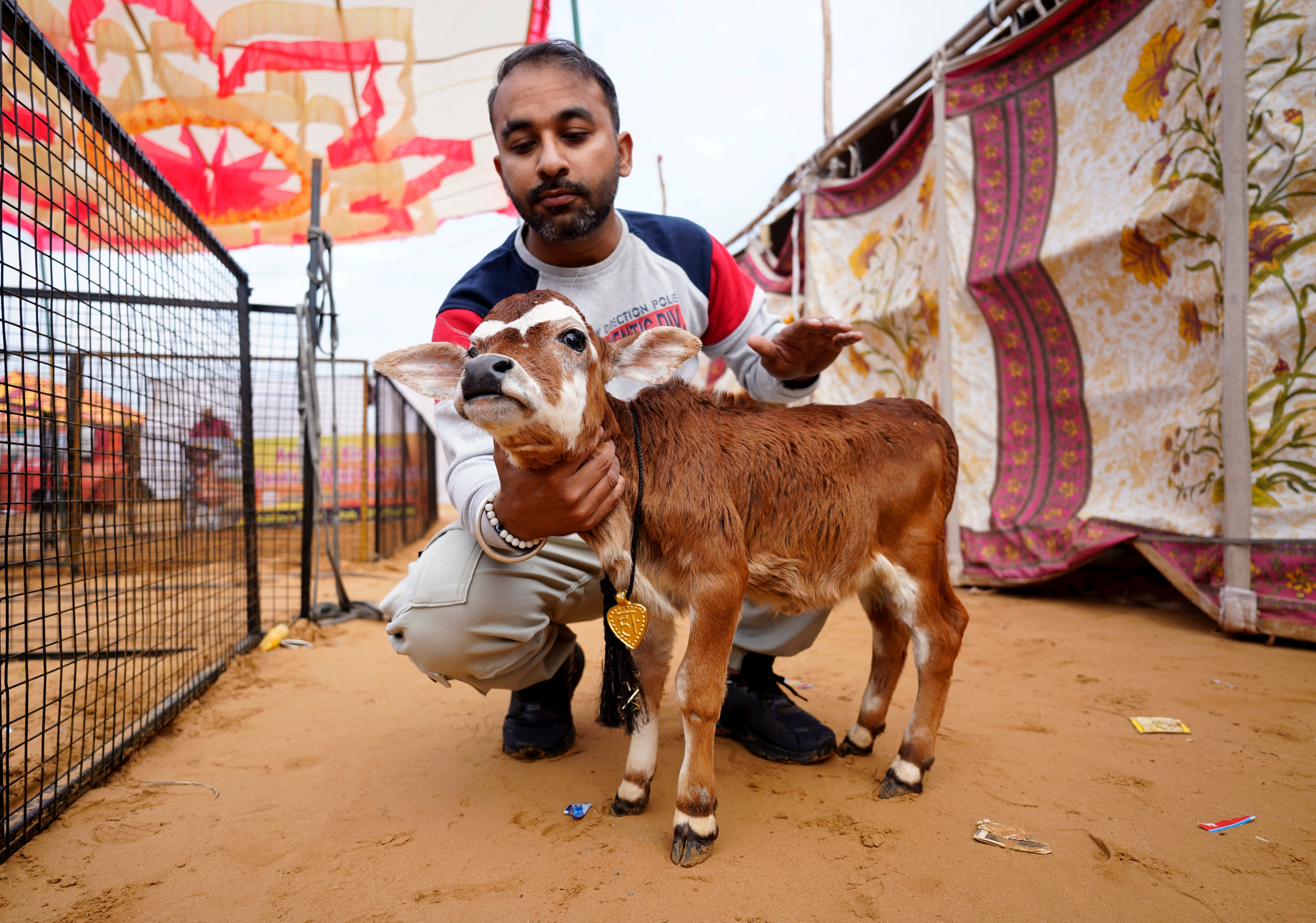 16 इंच की गाय 16 इंच की गाय