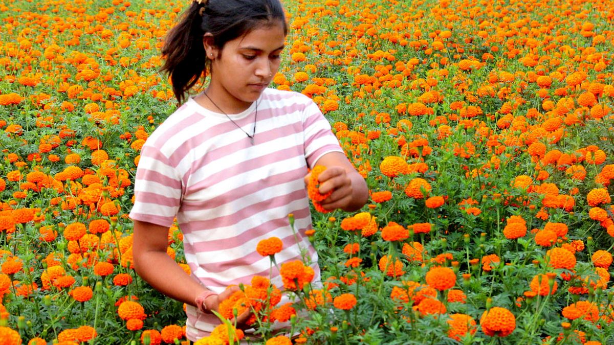 गेंदे के फूल