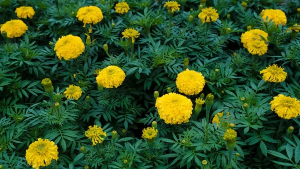 गेंदे का फूल 