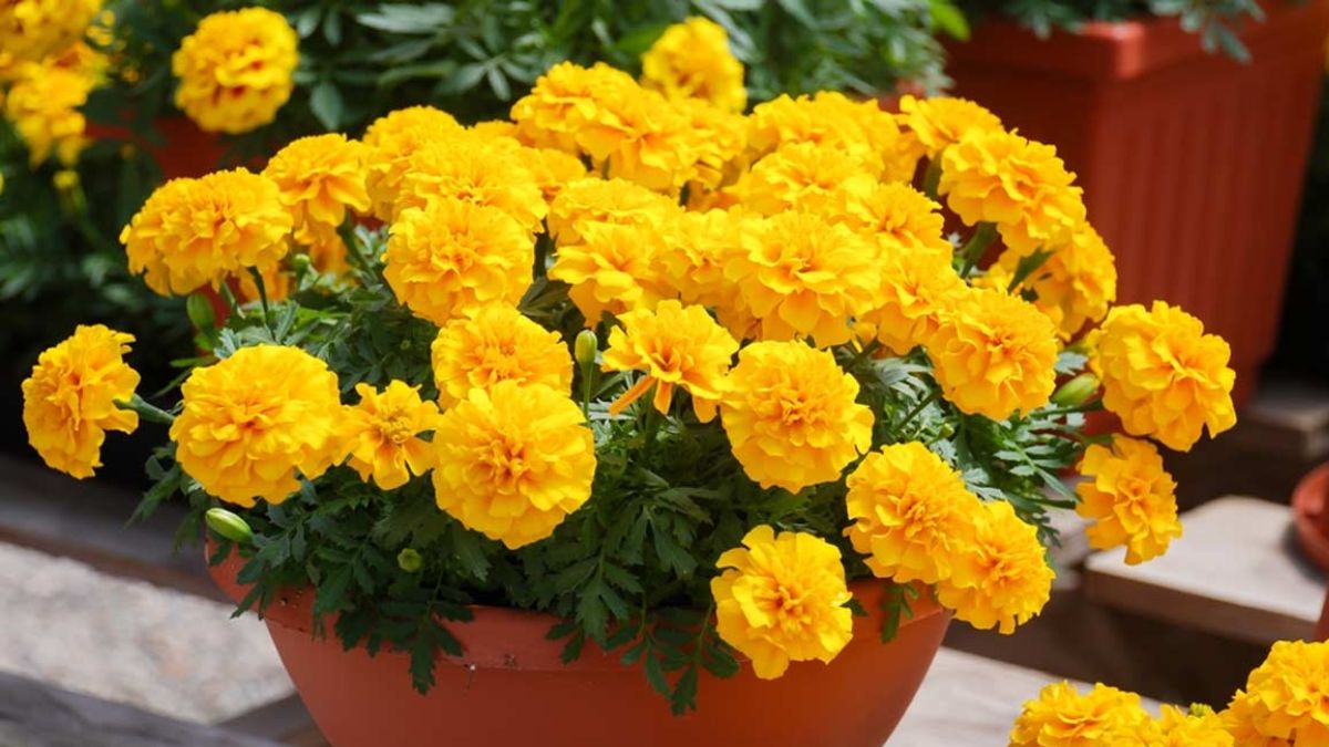 गेंदे के फूल 