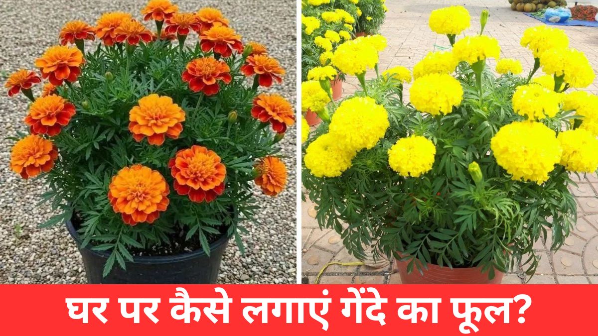 गेंदे के फूल 