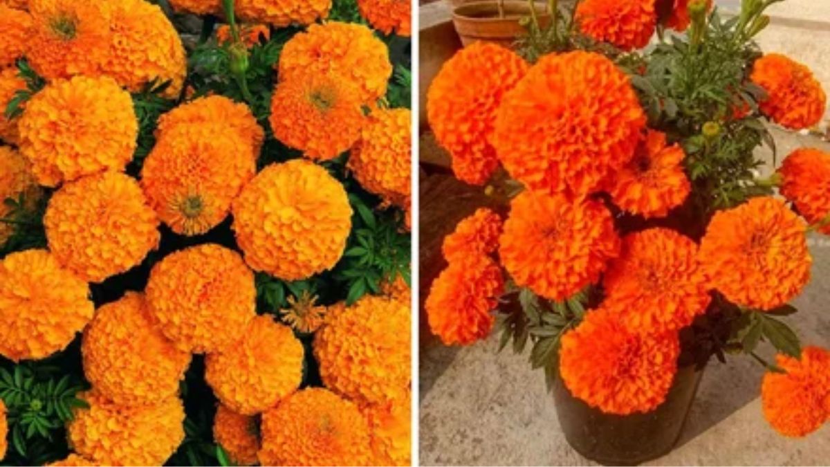 गेंदे का फूल 