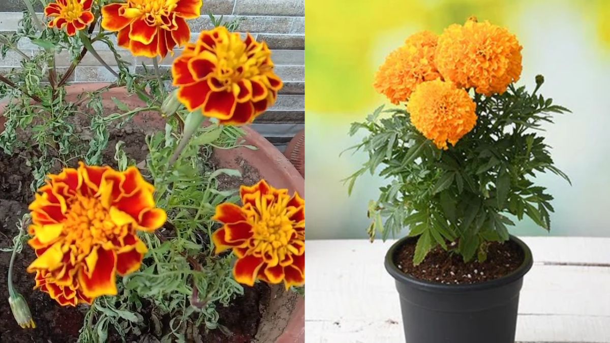 गेंदे के फूल 