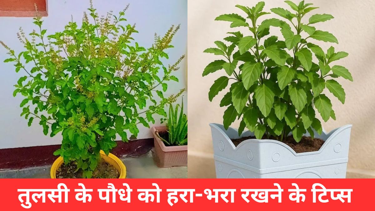 तुलसी का पौधा  