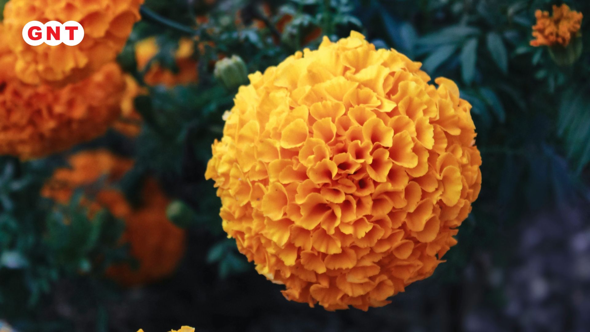 Marigold