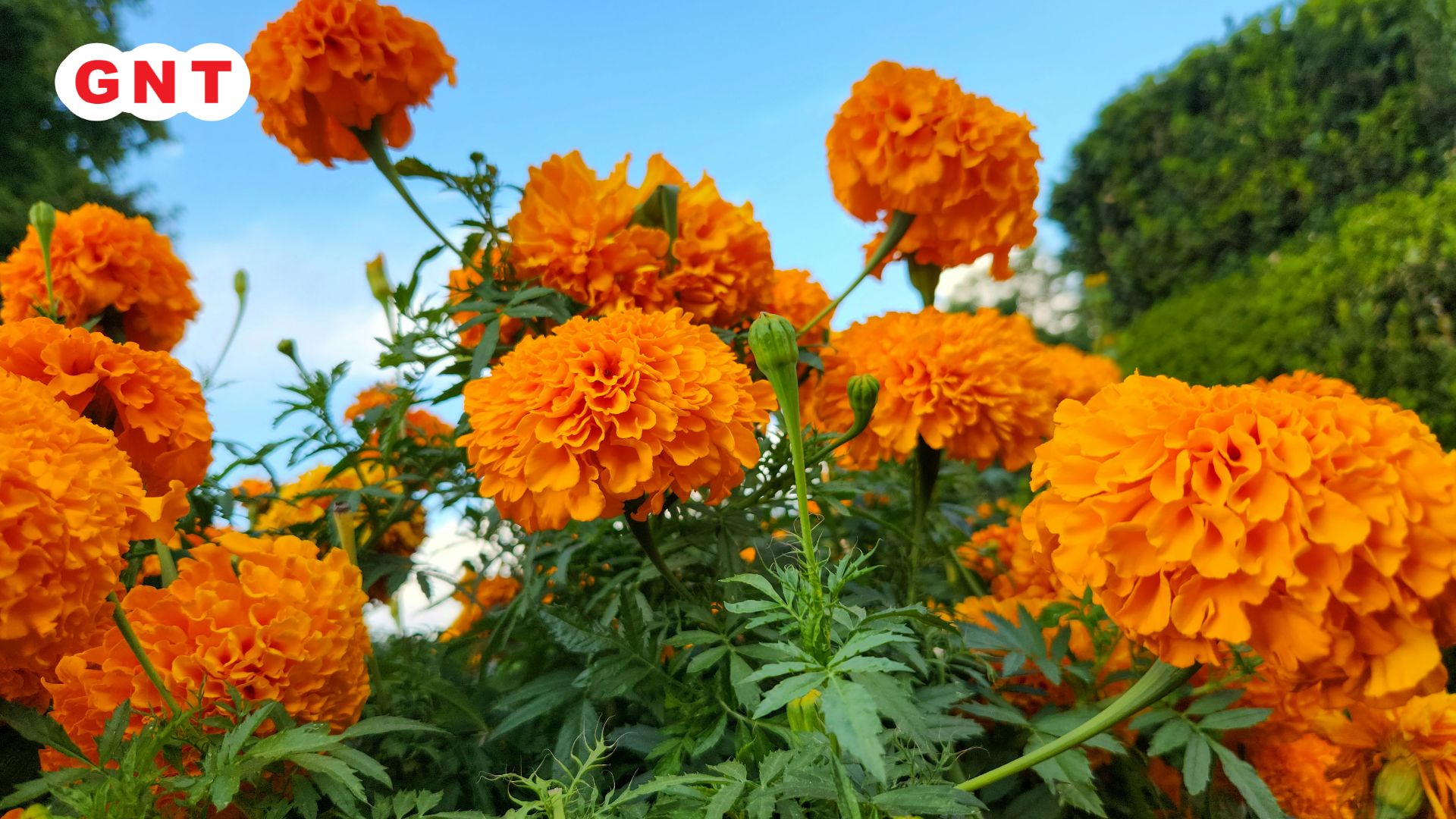 Marigold