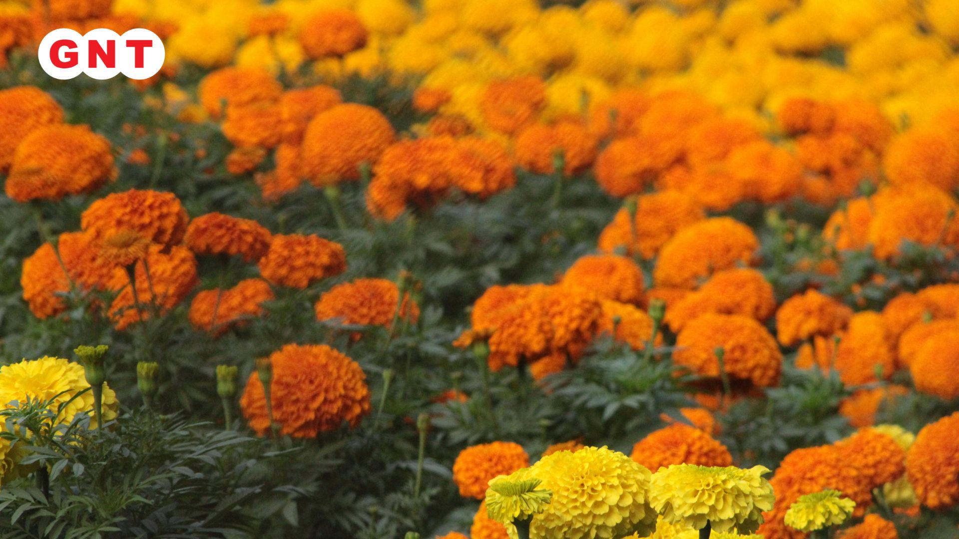 Marigold