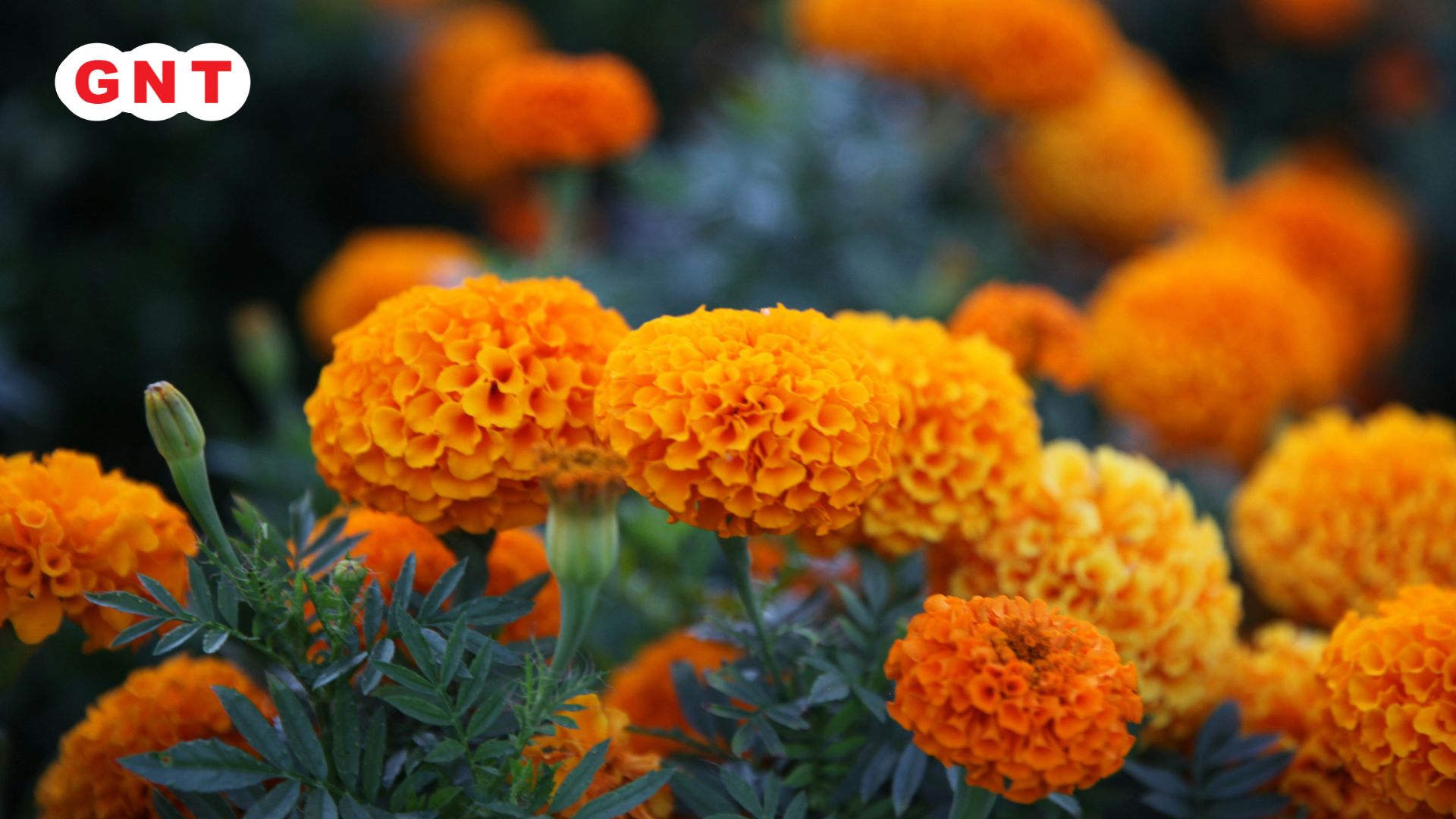 Marigold