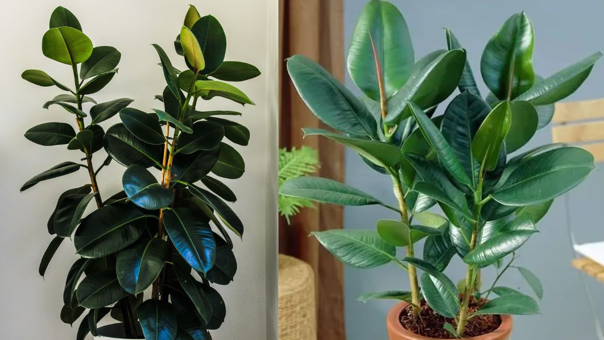 रबर प्लांट 