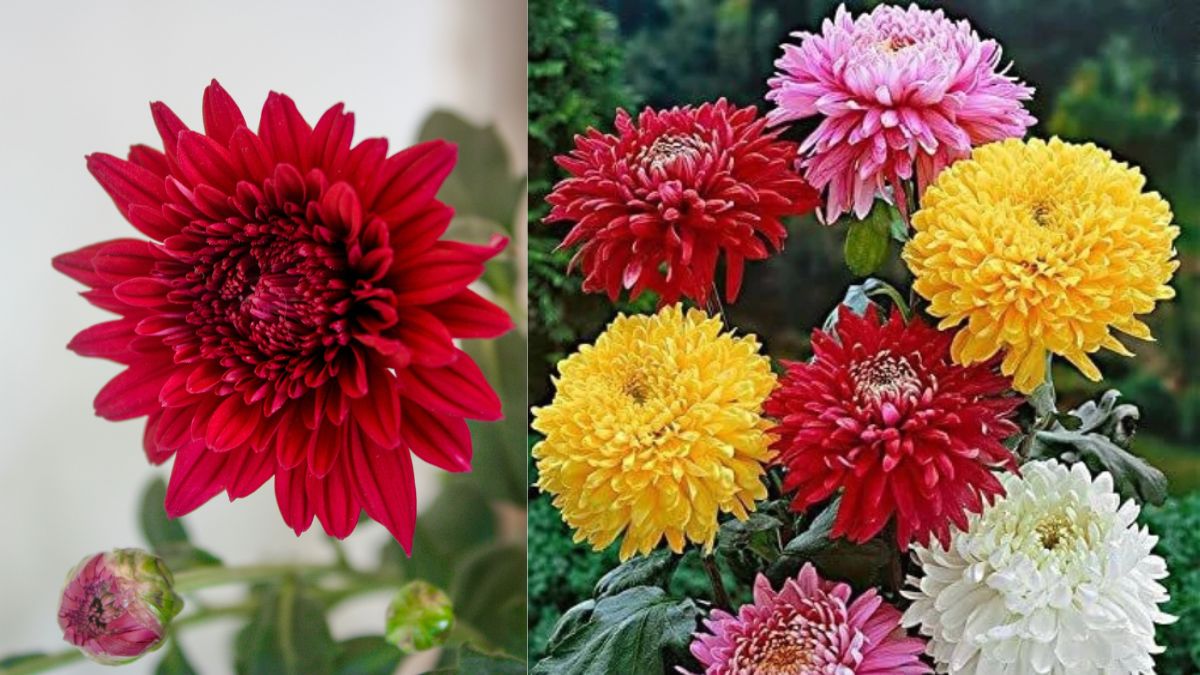 क्रिसैंथेमम 