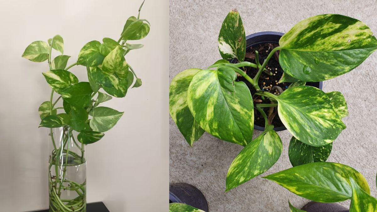 मनी प्लांट 