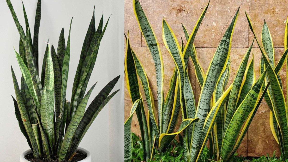 स्नेक प्लांट