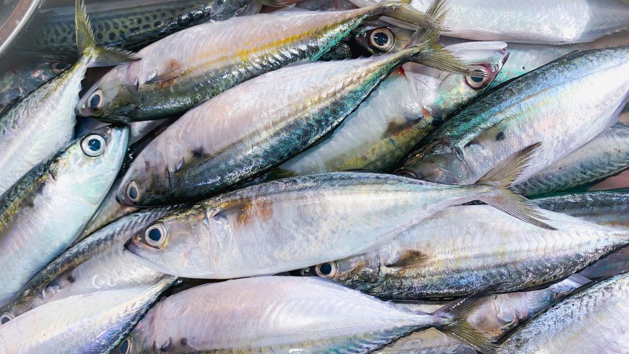 कोंडुवा मछली