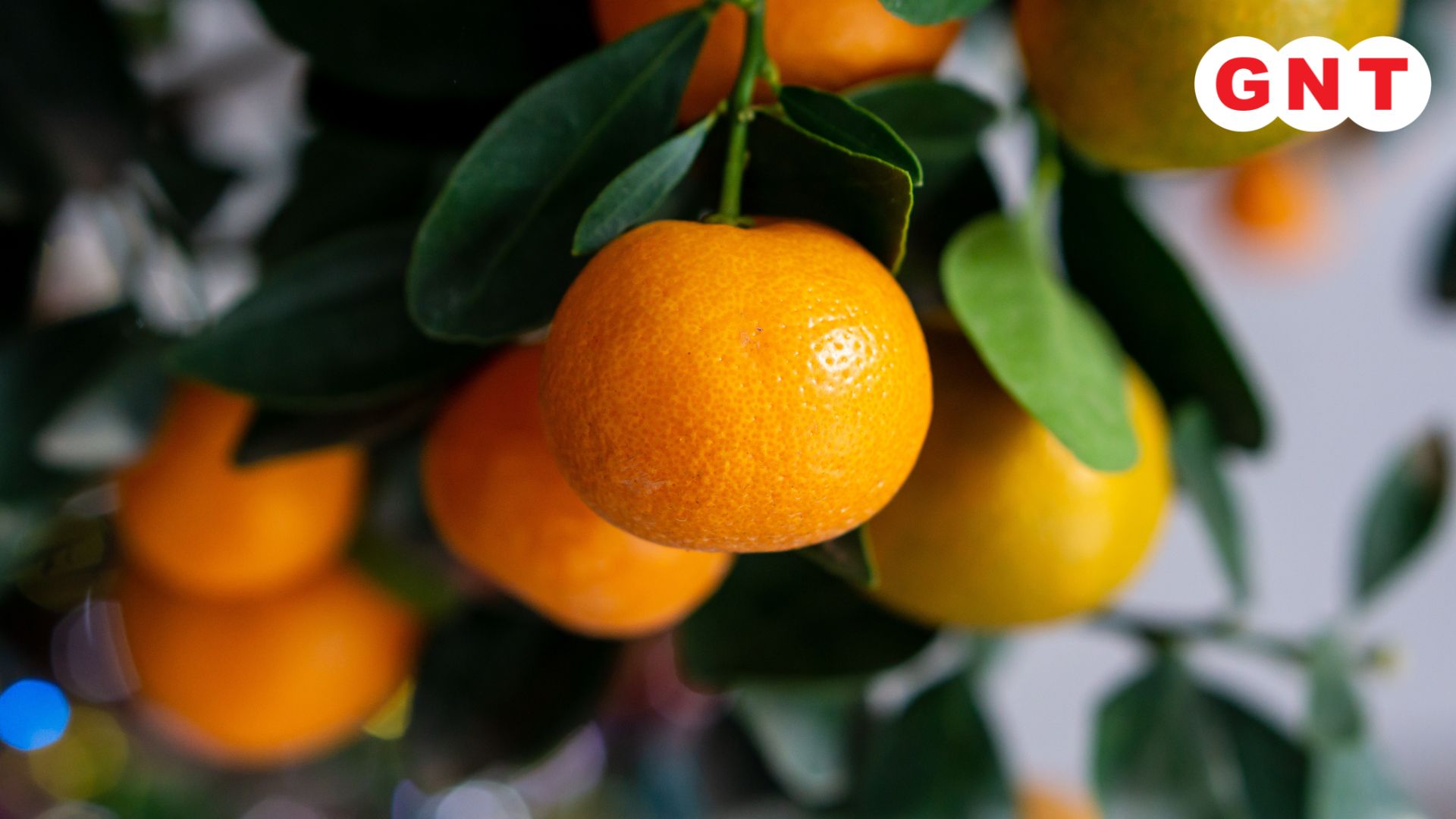 Oranges winter recipe 