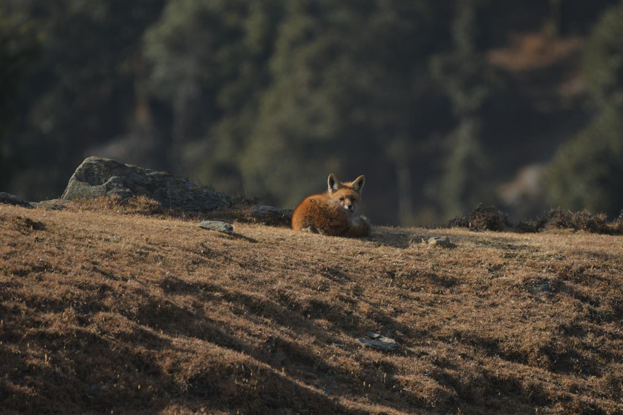Rare Himalayan Red Fox