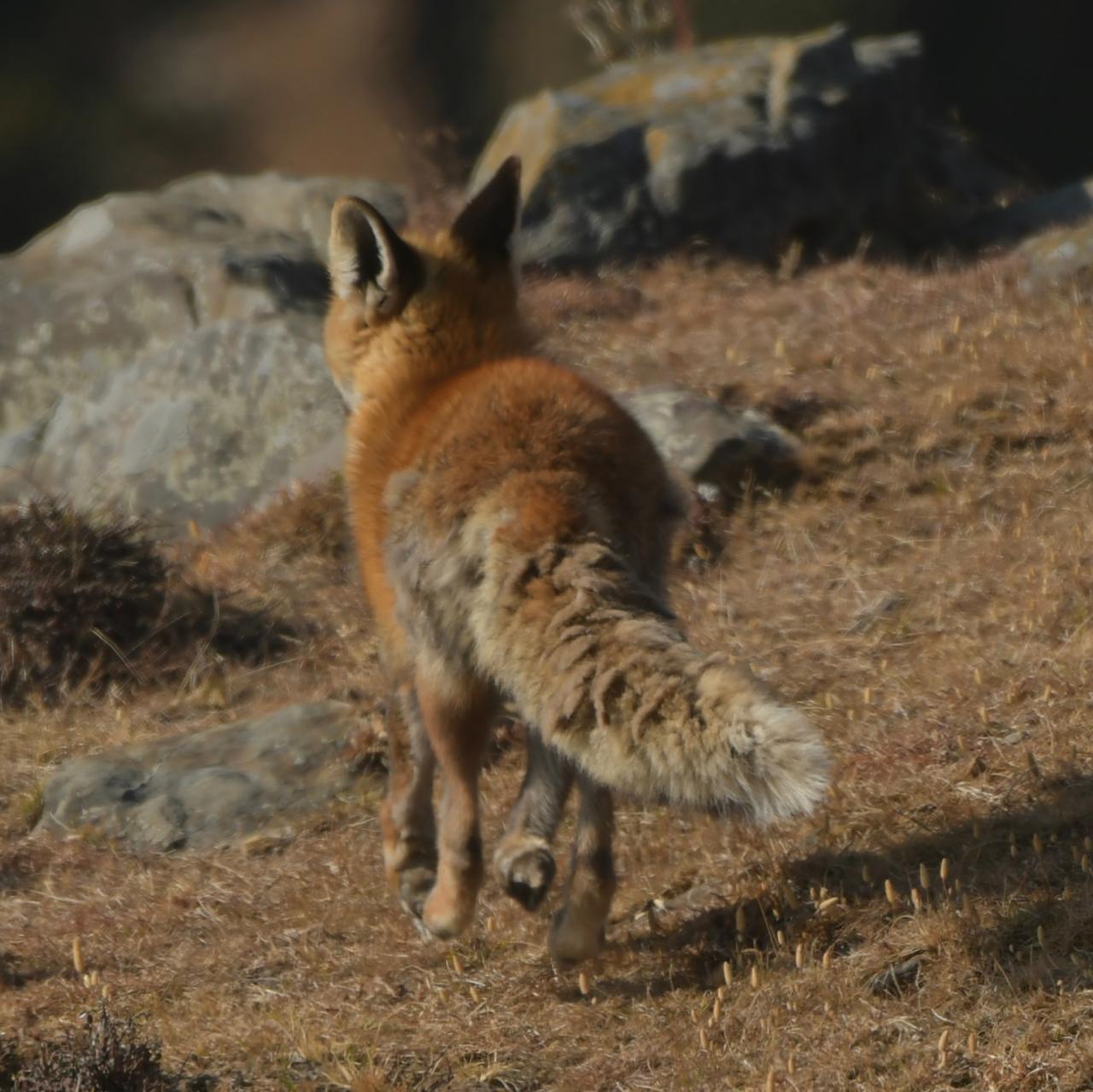 Rare Himalayan Red Fox