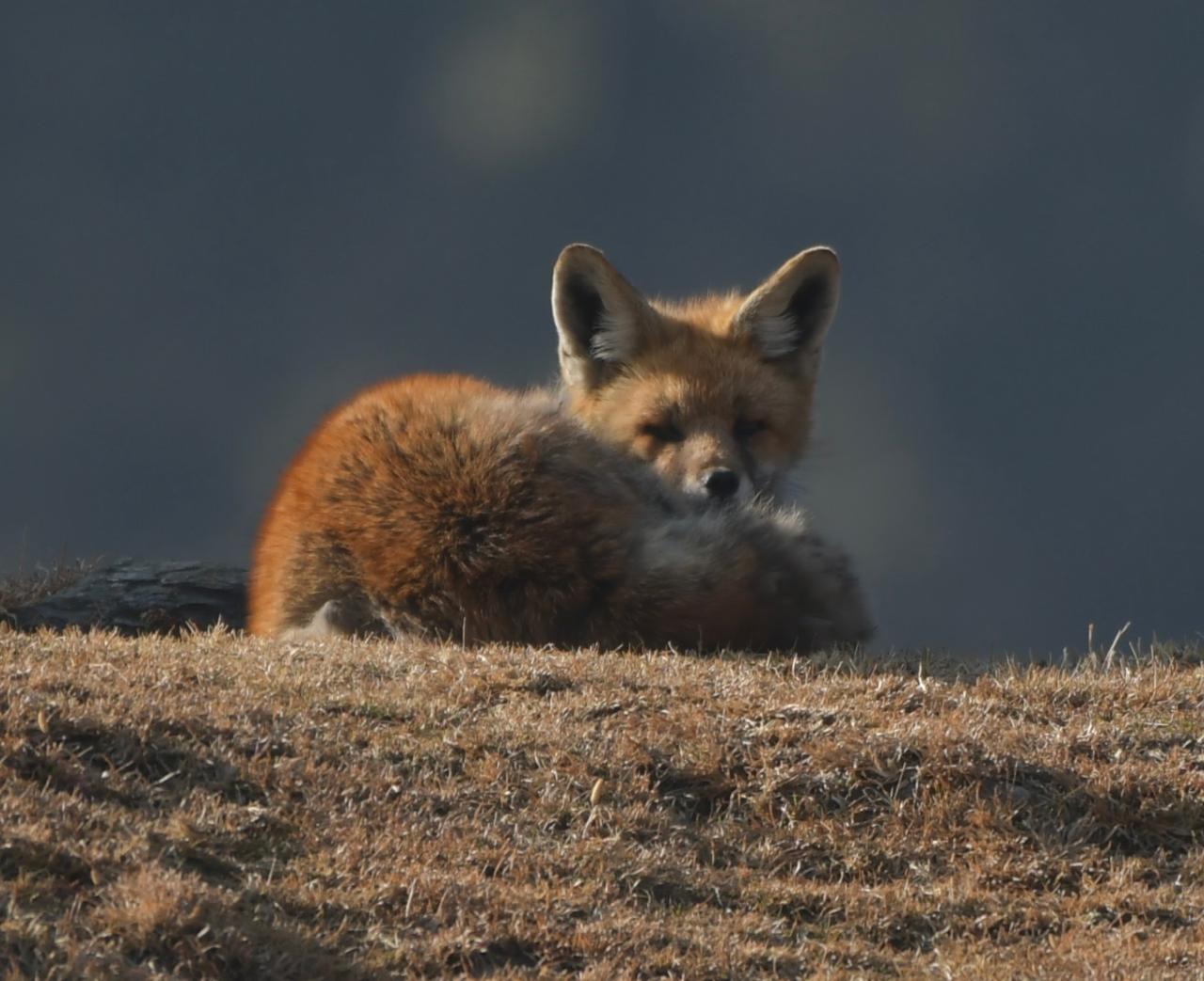Rare Himalayan Red Fox