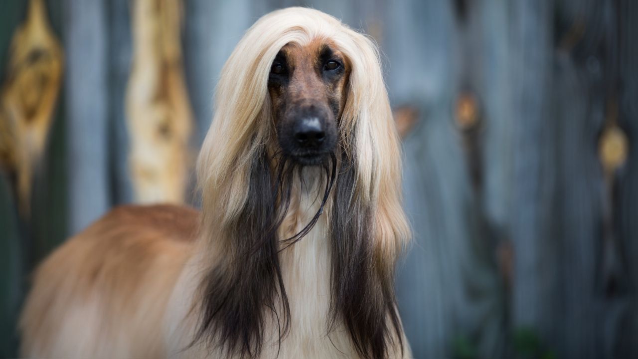 Afghan Hound