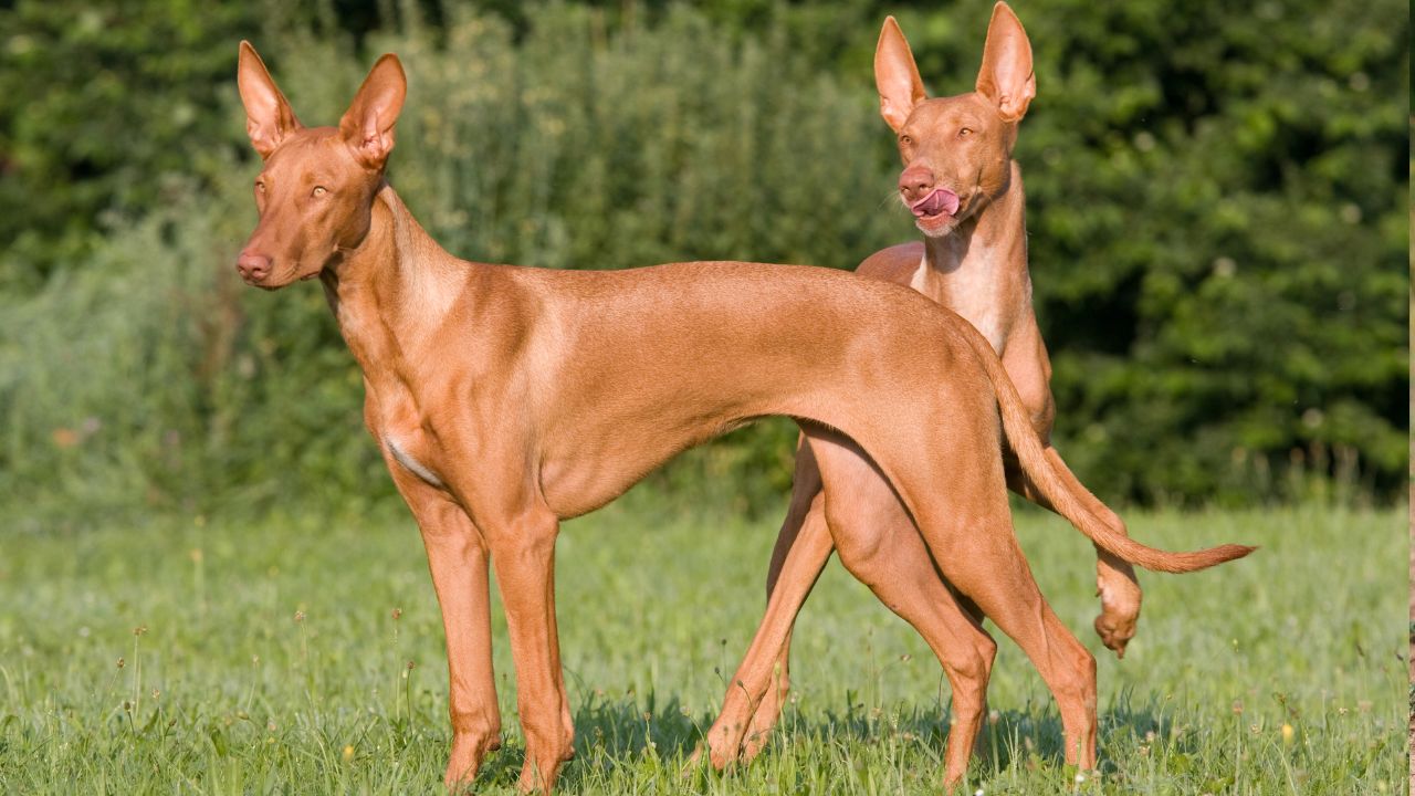 Pharaoh Hound