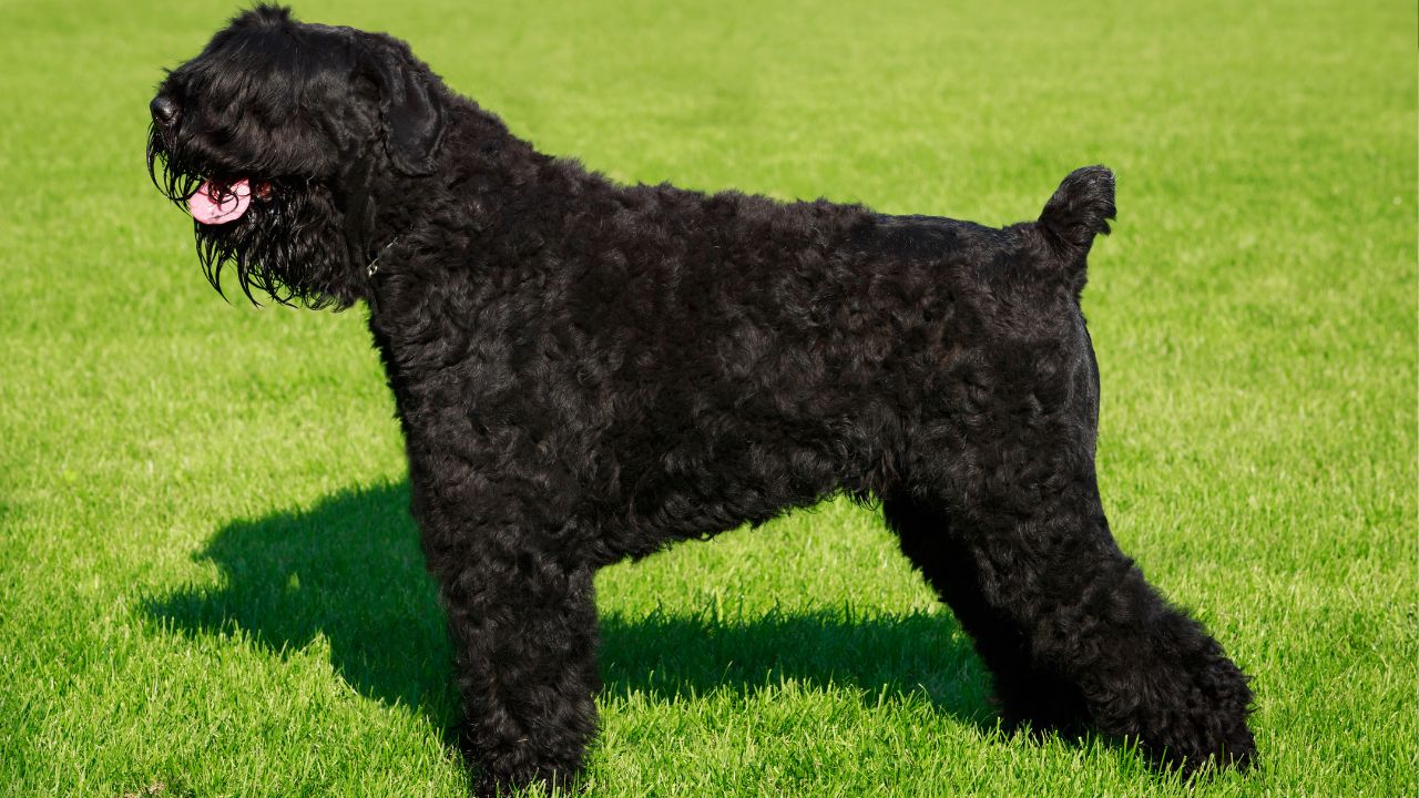 Black Russian Terrier