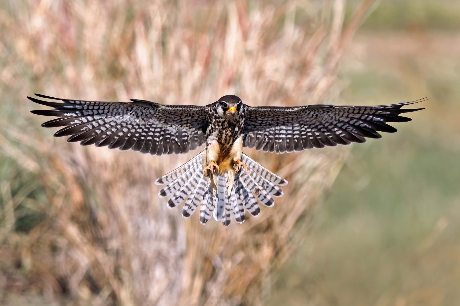 Amur Falcon bird: Getty Images