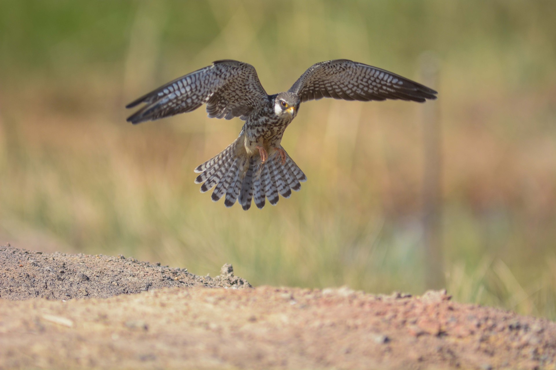 Amur Falcon bird: Getty Images