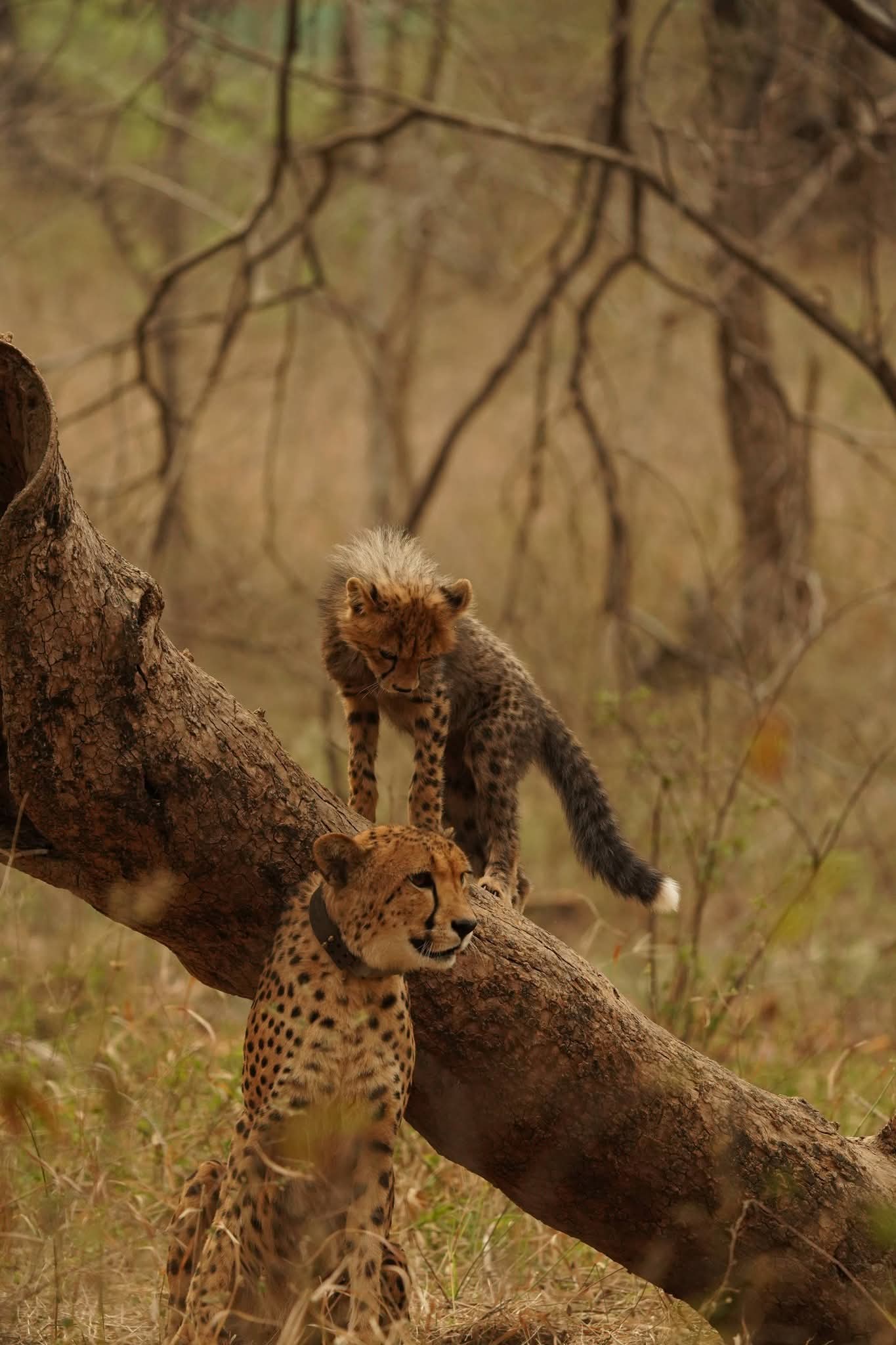 Cheetah Mukhi Turns 3