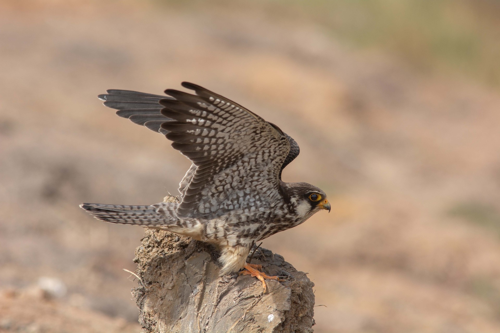 Amur Falcon bird: Getty Images