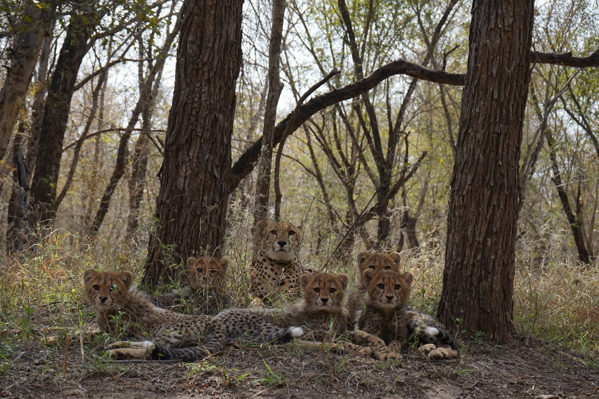 Cheetah Mukhi Turns 3