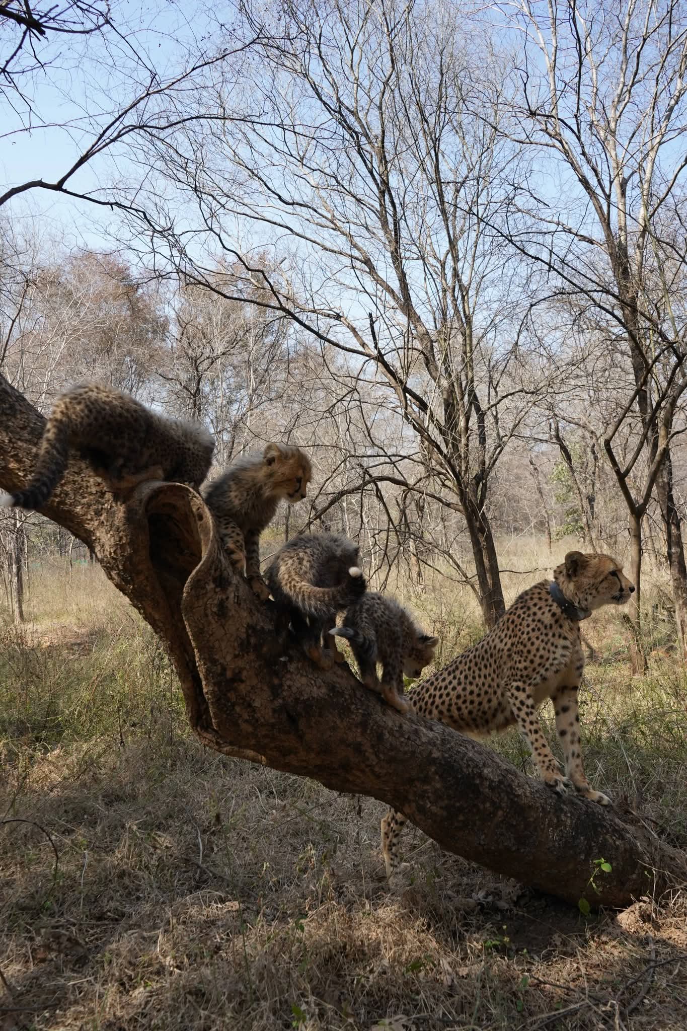 Cheetah Mukhi Turns 3