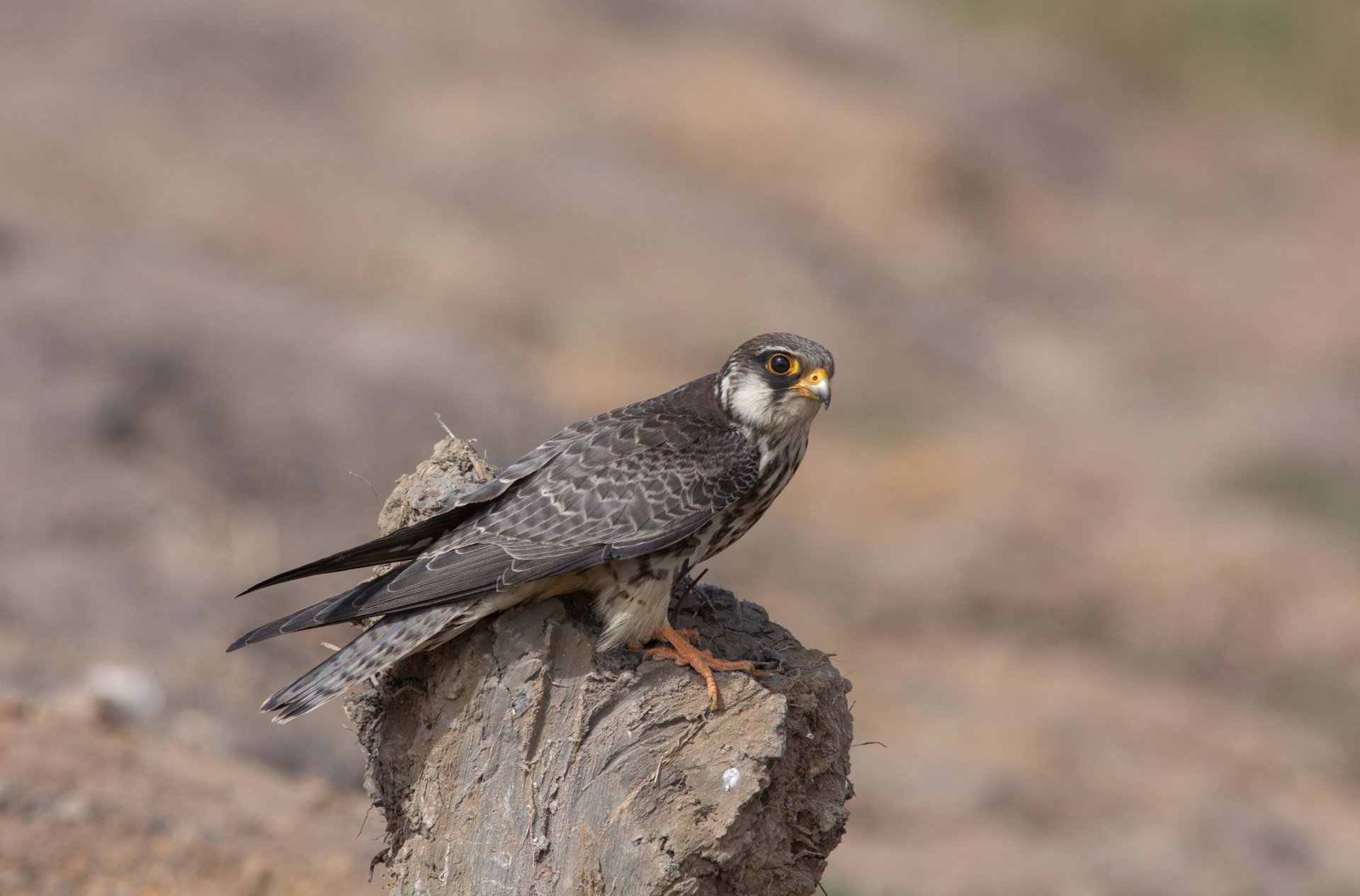 Amur Falcon bird: Getty Images