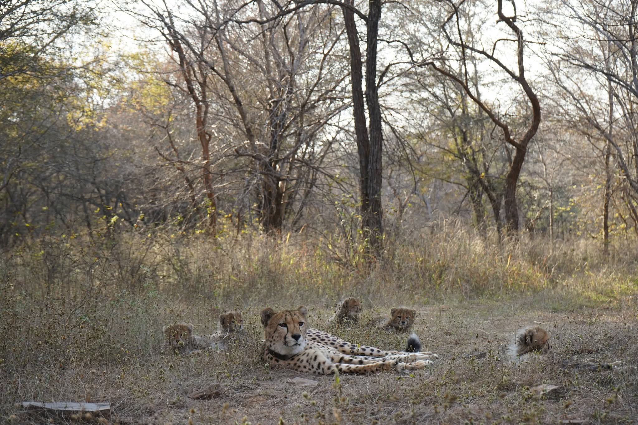 Cheetah Mukhi Turns 3