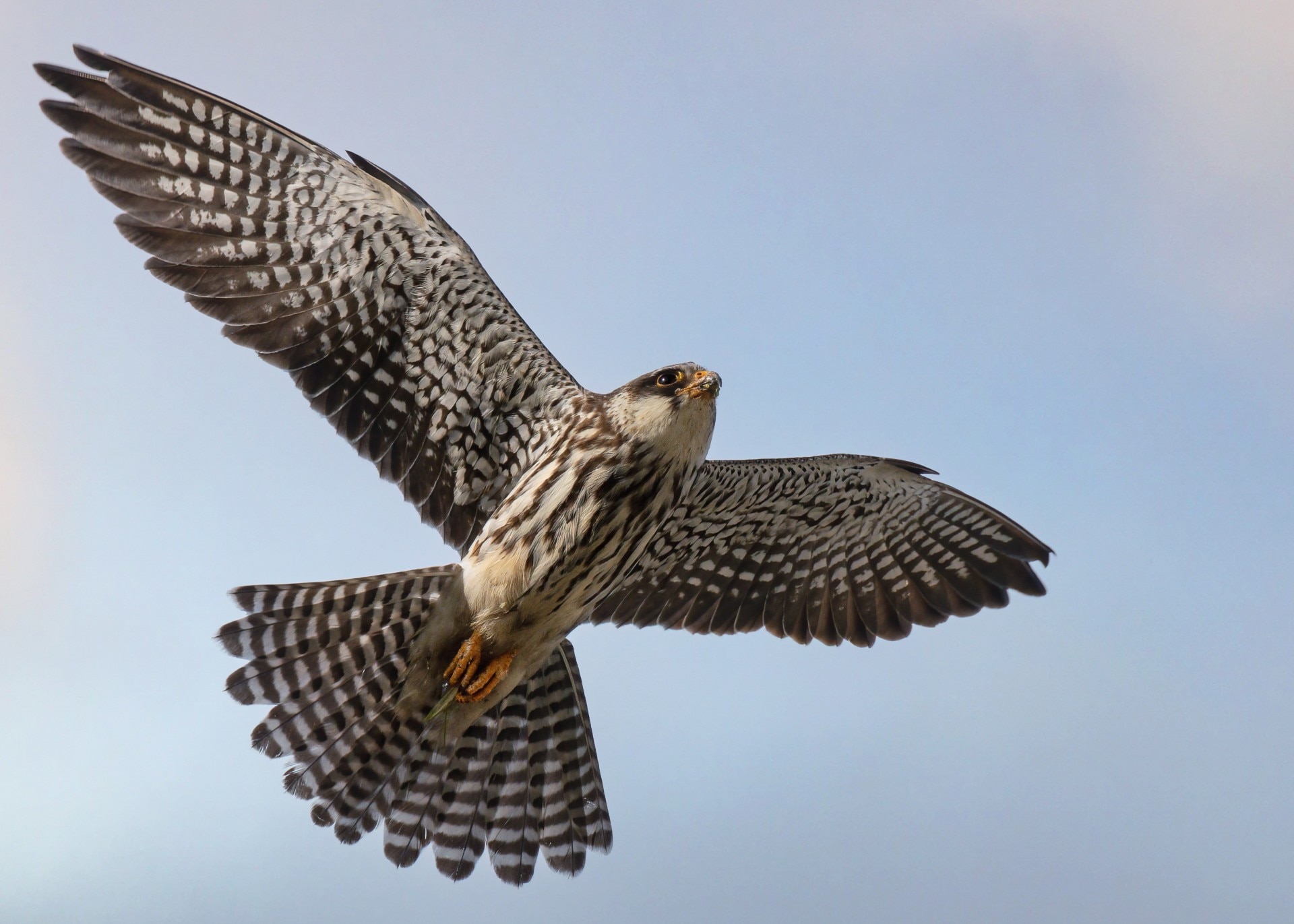 Amur Falcon bird: Getty Images
