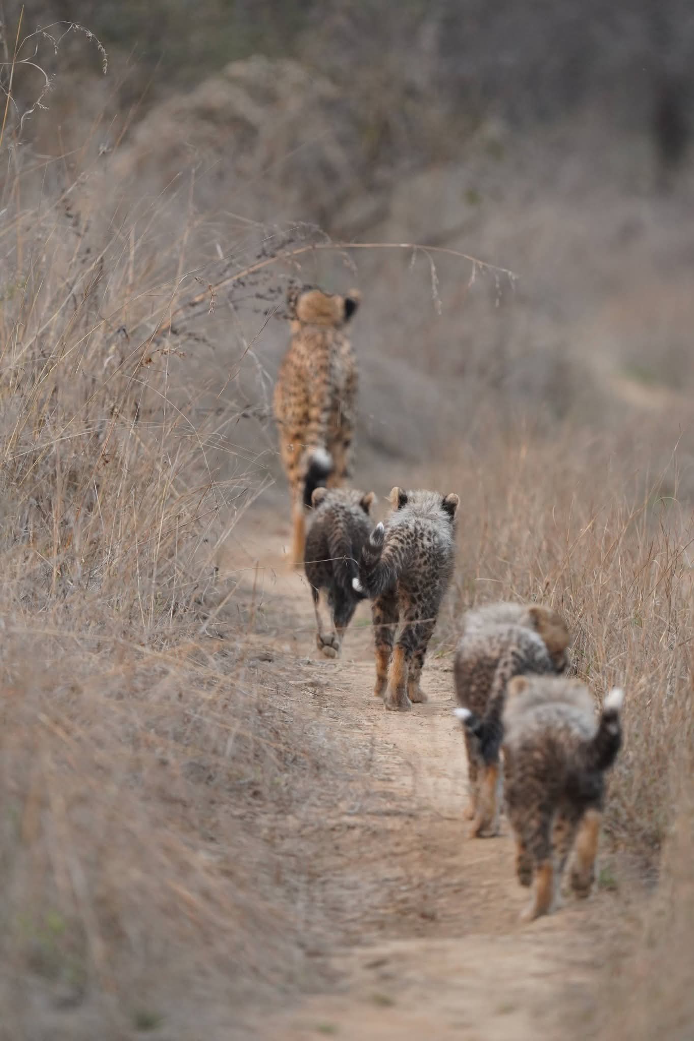 Cheetah Mukhi Turns 3