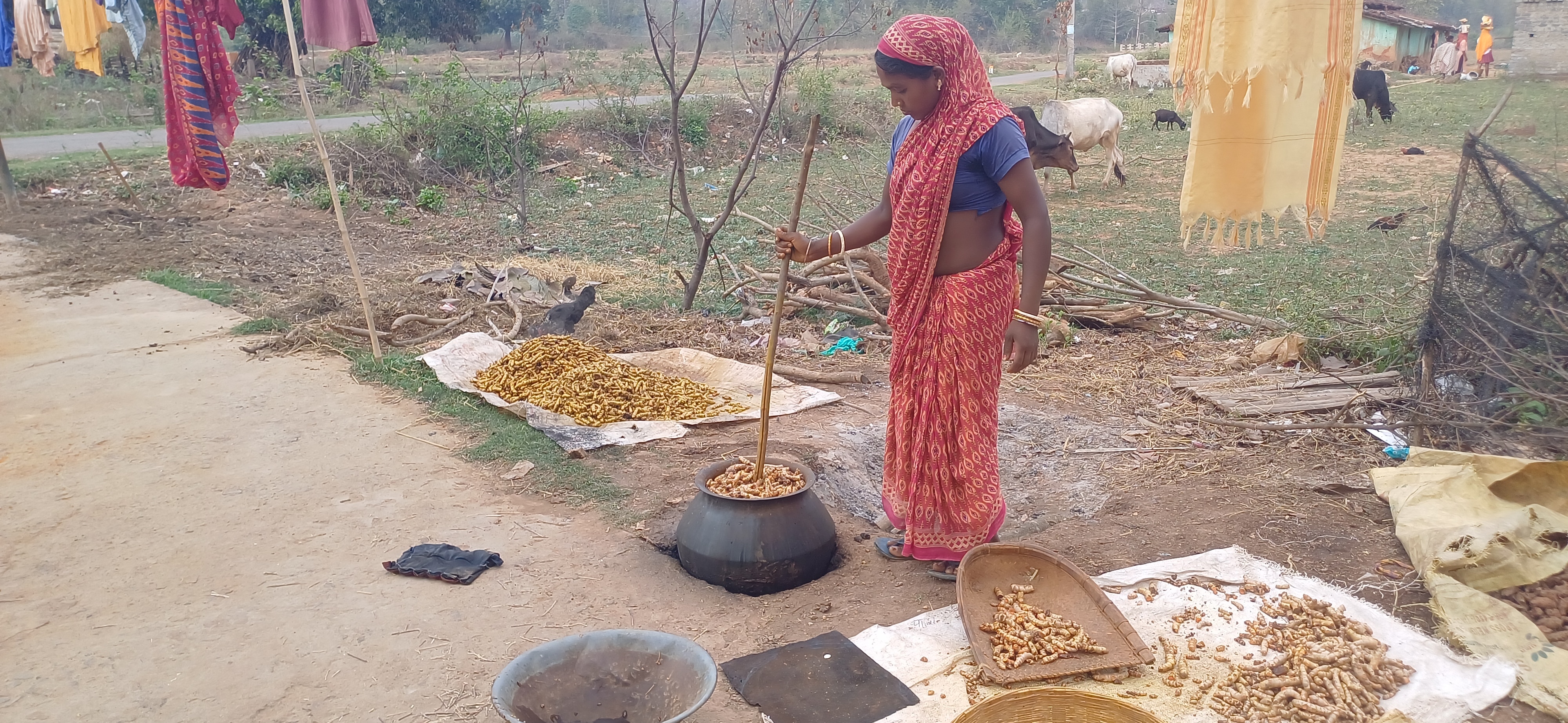 6.1% करक्यूमिन युक्त ऑर्गेनिक हल्दी की खेती 