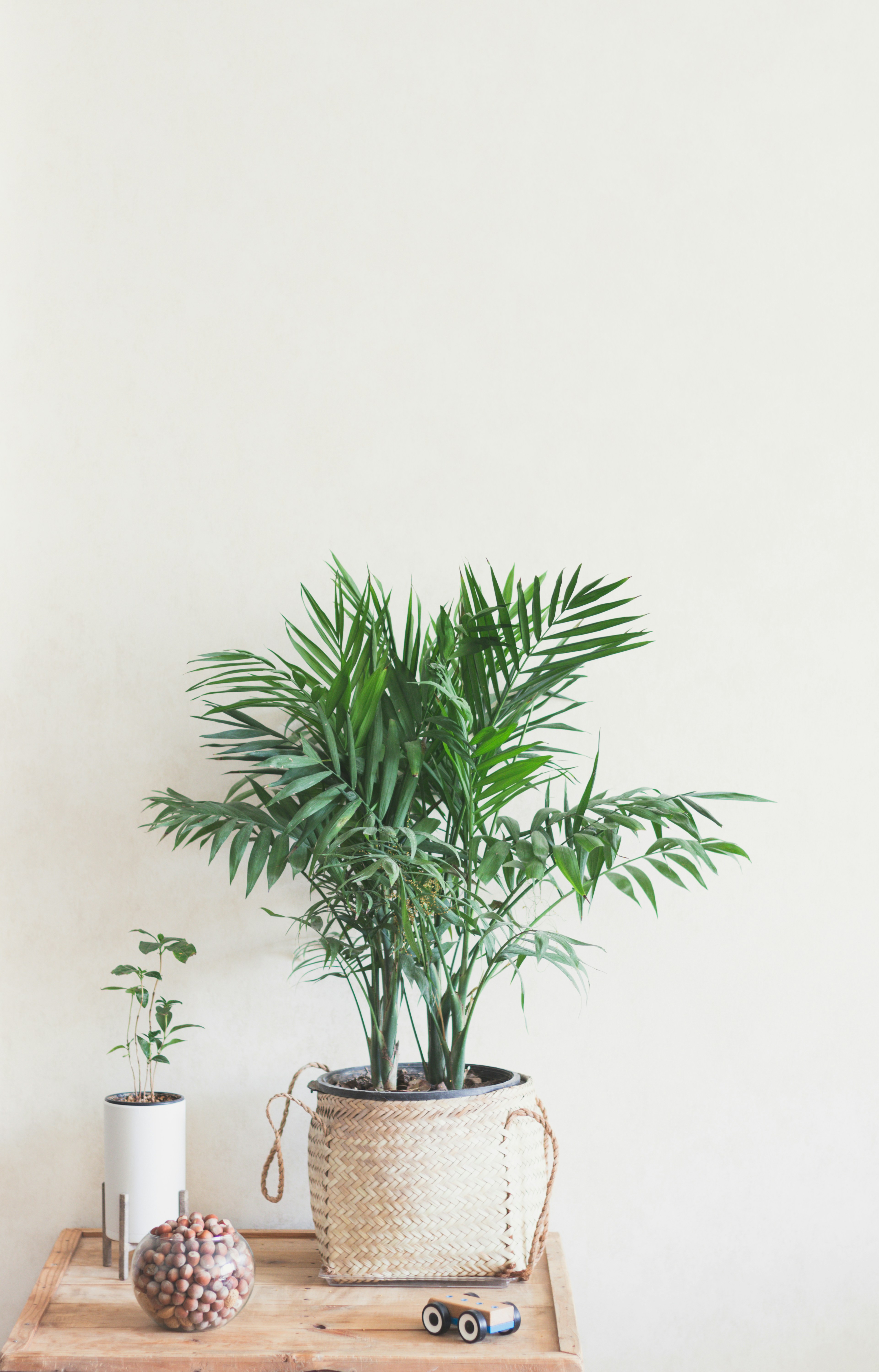 Indoor Plants