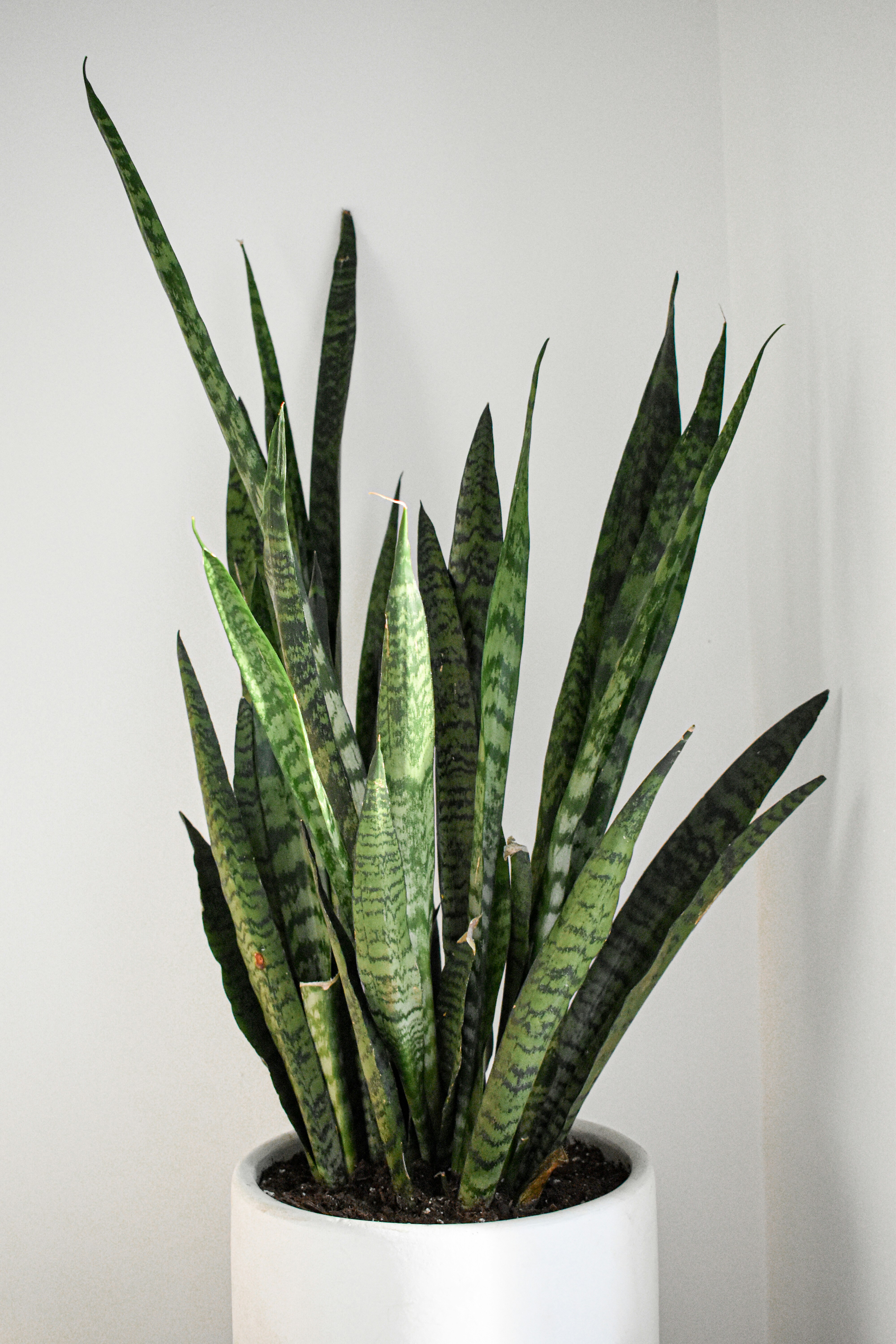 Indoor Plants