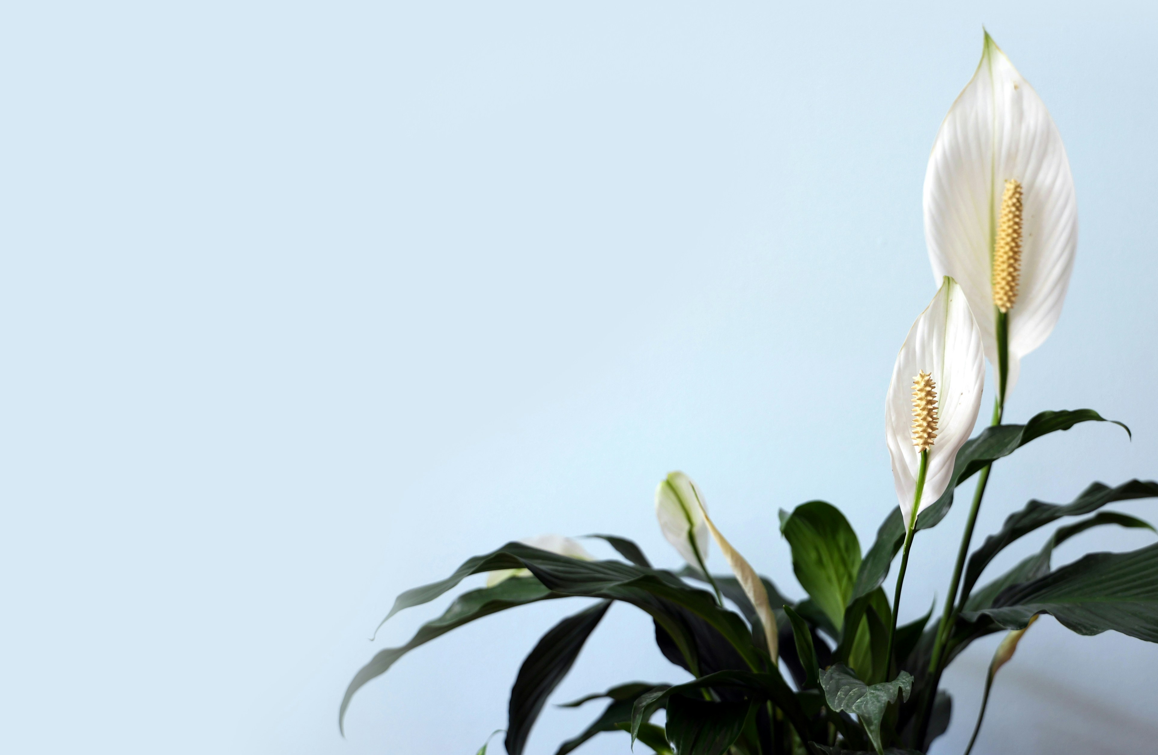 Indoor Plants