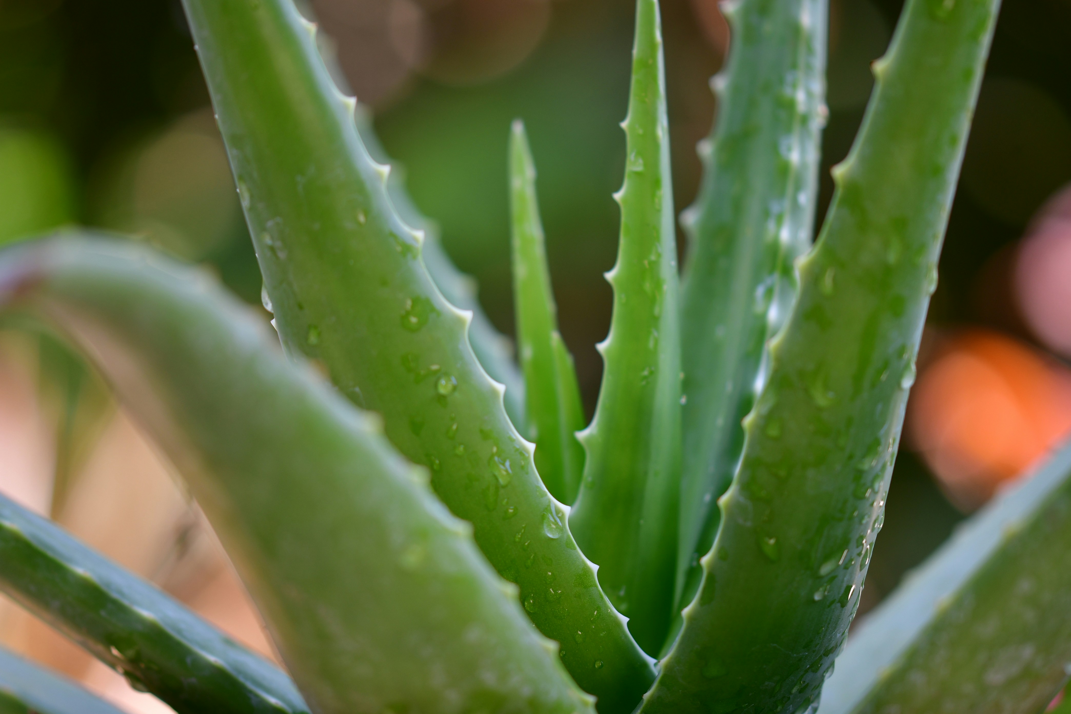 Indoor Plants